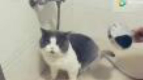 怀疑养了只假猫咪, 给猫咪洗澡看他的嘴巴一副好喜欢的样子